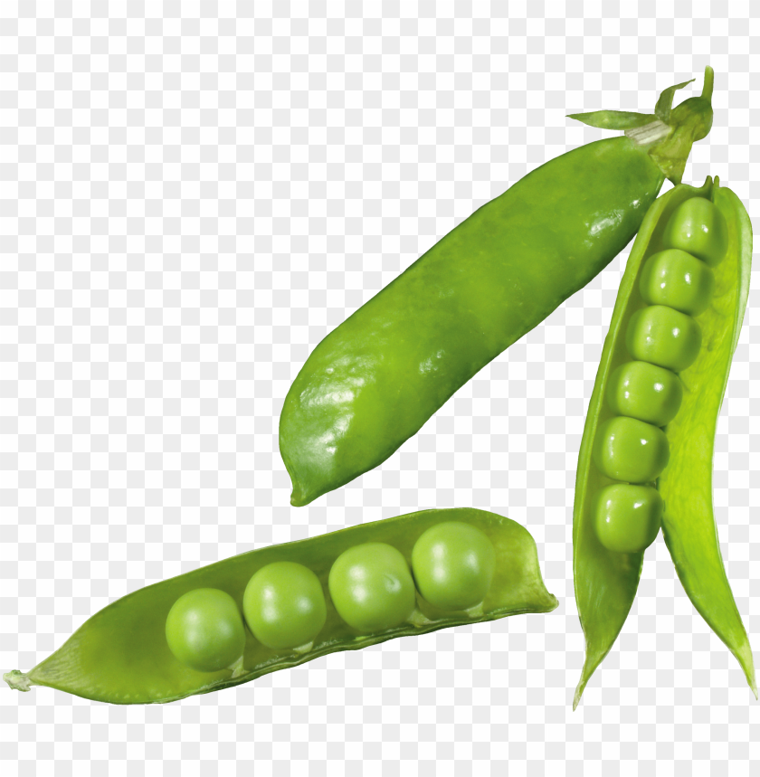 
pea
, 
spherical seed
, 
pod fruit
, 
botanically fruit
, 
food
