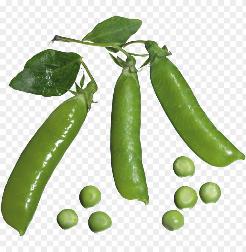 
pea
, 
spherical seed
, 
pod fruit
, 
botanically fruit
, 
food
