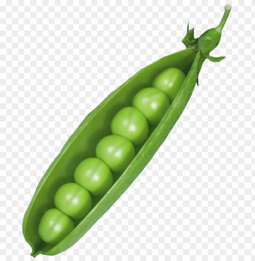 
pea
, 
spherical seed
, 
pod fruit
, 
botanically fruit
, 
food
