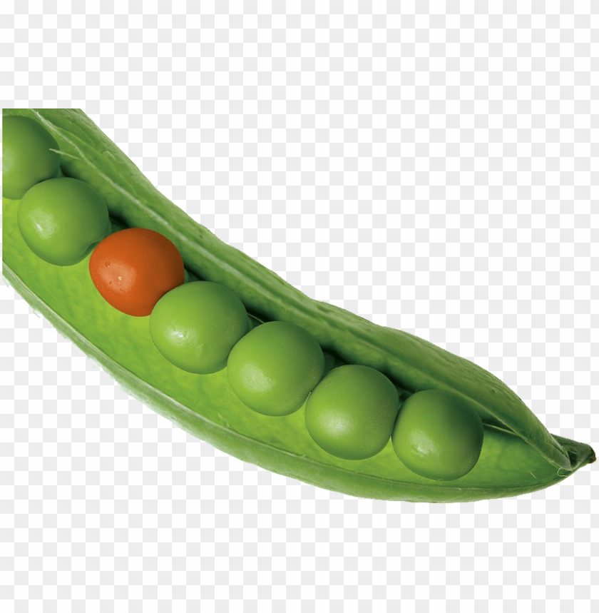 
pea
, 
spherical seed
, 
pod fruit
, 
botanically fruit
, 
food
