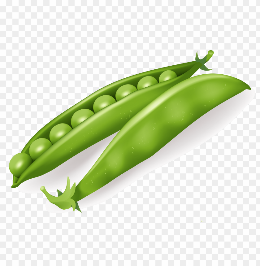 
pea
, 
spherical seed
, 
pod fruit
, 
botanically fruit
