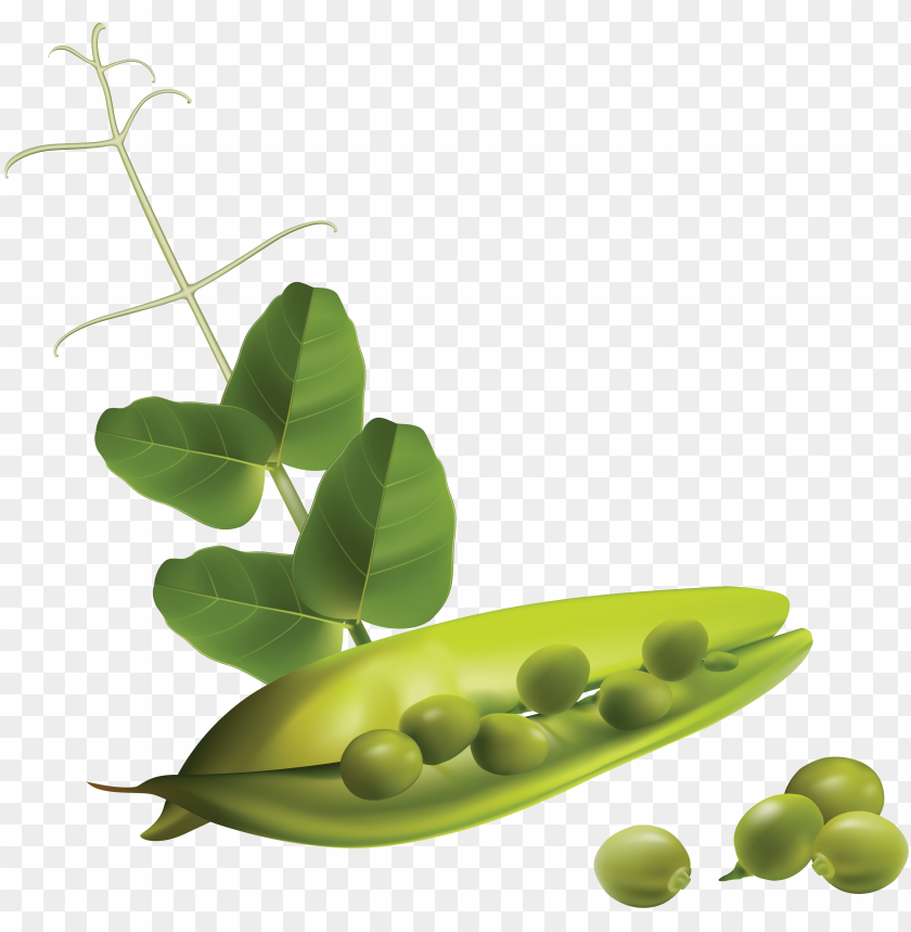 
pea
, 
spherical seed
, 
pod fruit
, 
botanically fruit
