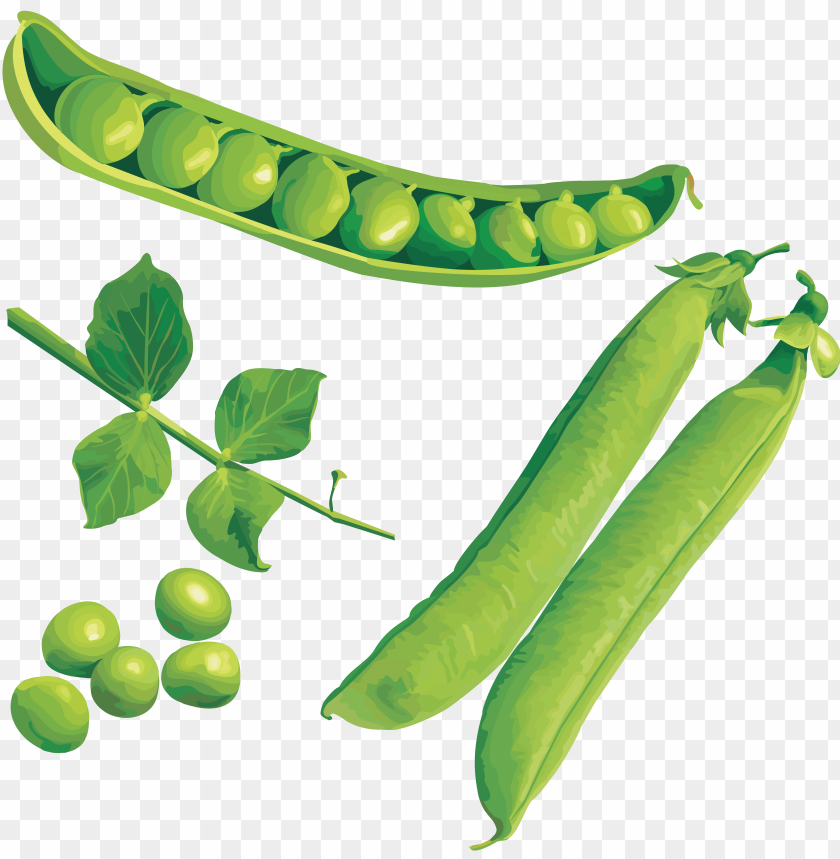 
pea
, 
spherical seed
, 
pod fruit
, 
botanically fruit
