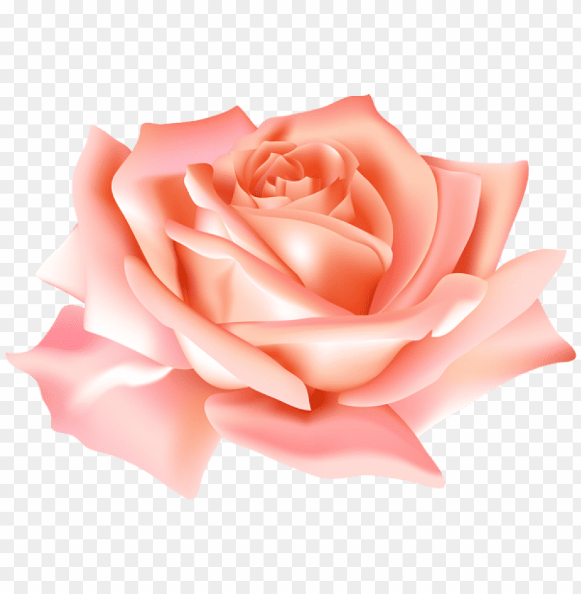 peach rose flower