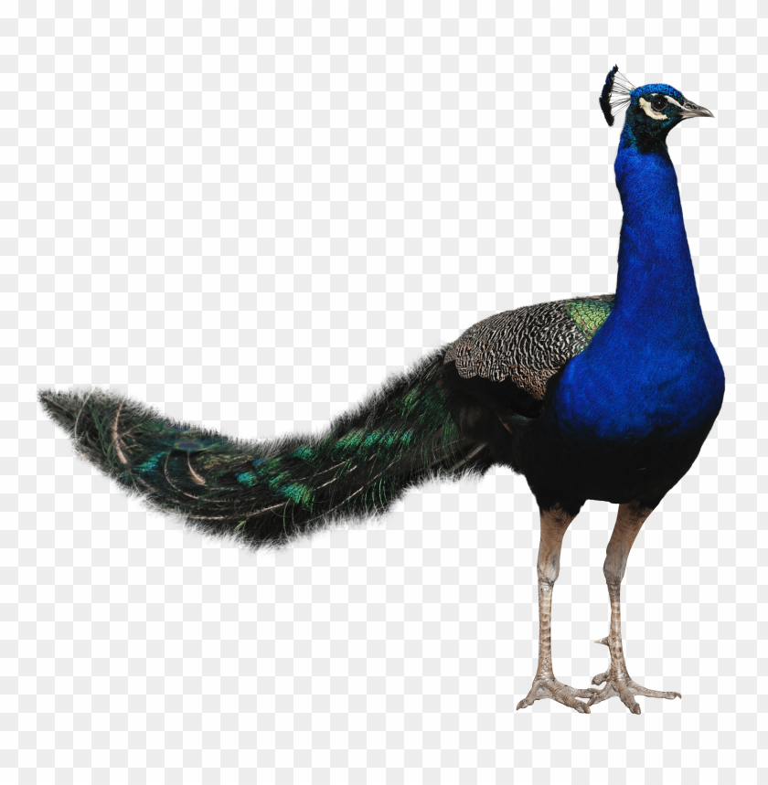 Peacock PNG, bird, blue, elegant