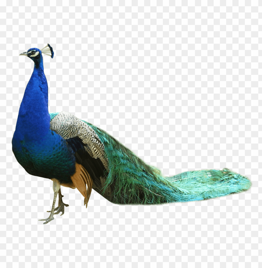 bird, peacock