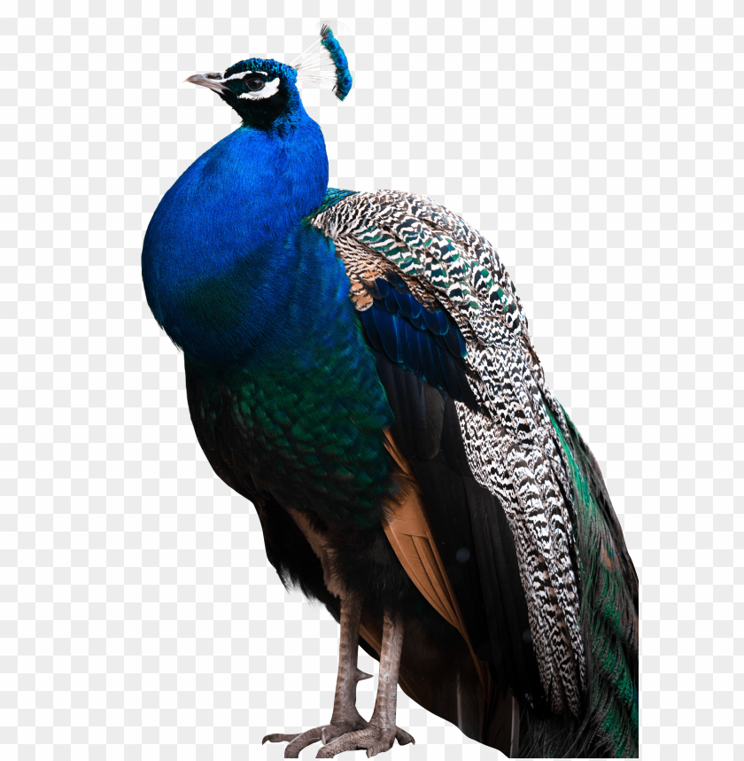 Peacock PNG, colorful feathers, majestic