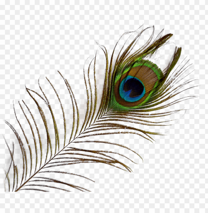 Peacock feather PNG, colorful, elegant, green eye