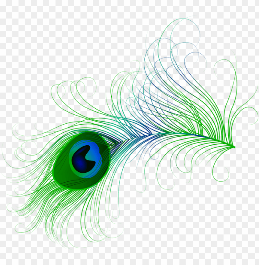 peacock feather