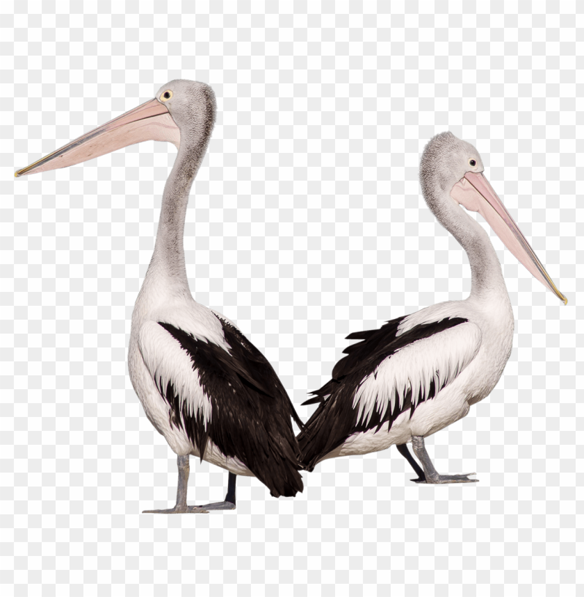 Pelican PNG, bird, large beak, standing