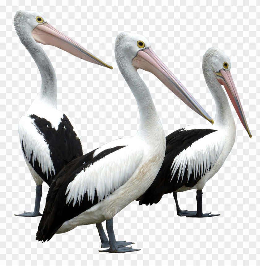 Pelican PNG, bird, wading, aquatic