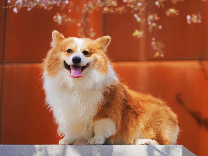 pembroke welsh corgi, welsh corgi, dog, protruding tongue, red, white, satisfied