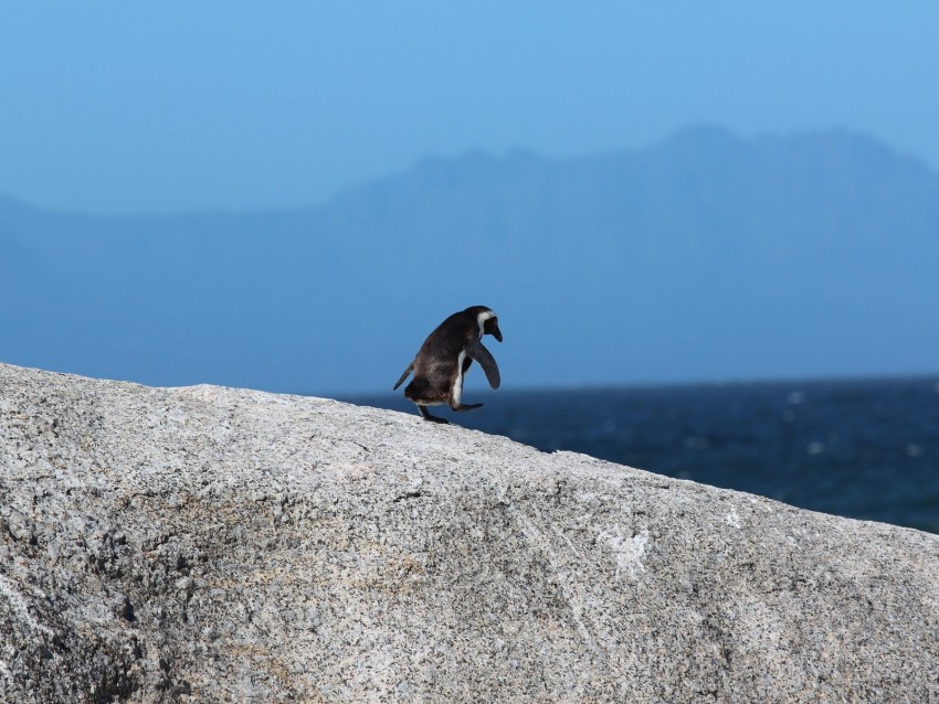 penguin, bird, rock, walk