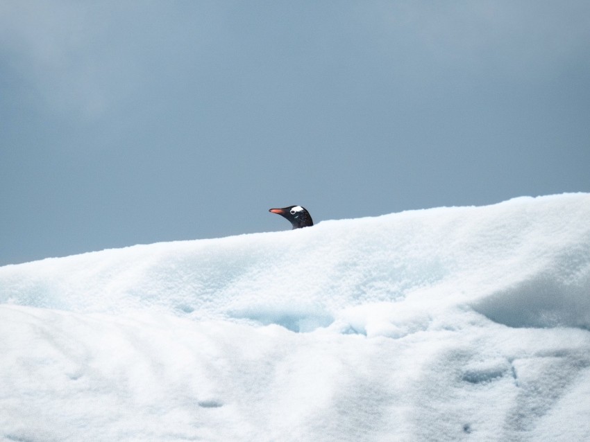 penguin, bird, snow, head, look out