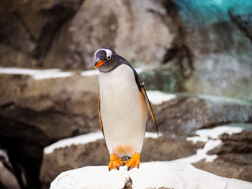 penguin, bird, stone, wildlife