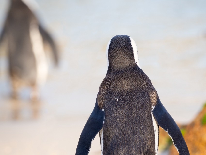 penguin, bird, walk, color