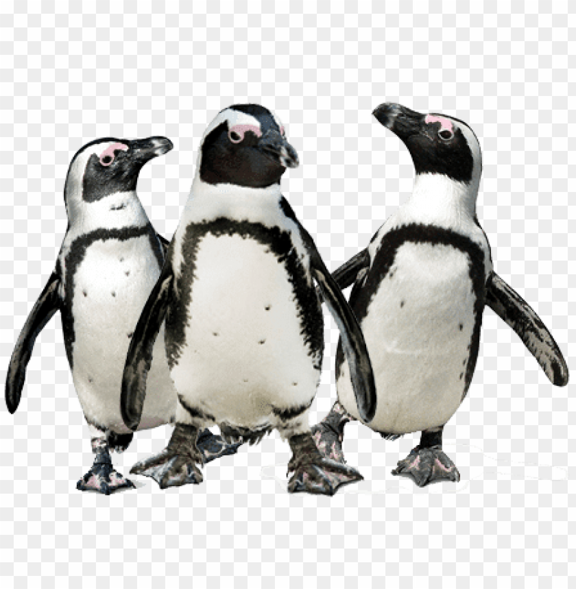 animals, penguins, penguin trio, 