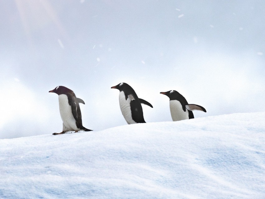 Penguins Birds Snow Walk Background