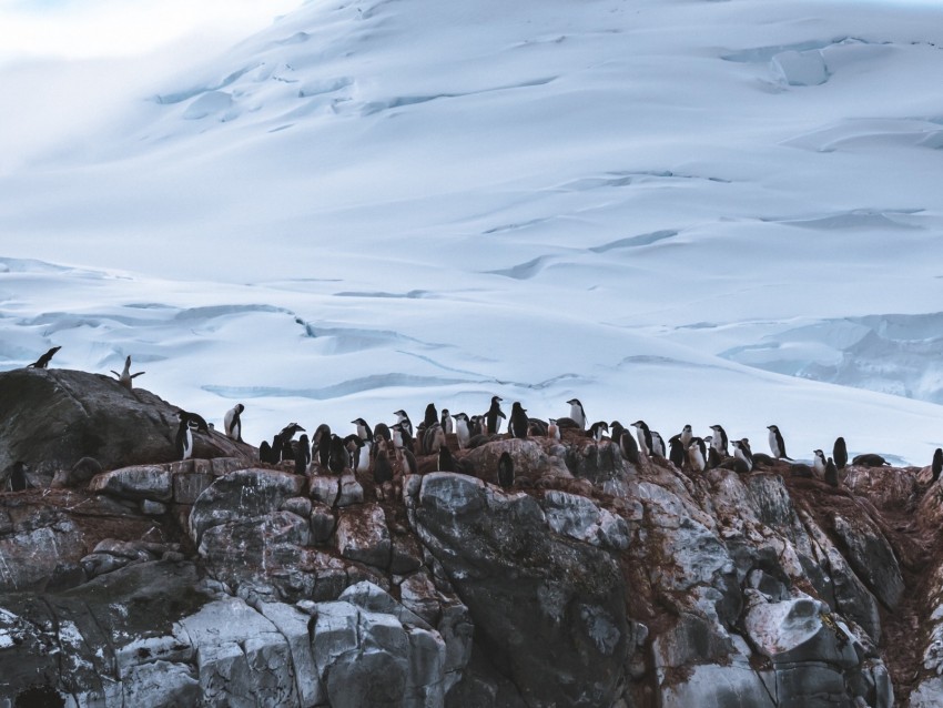 Penguins Glacier Mountain Snow Antarctica Background