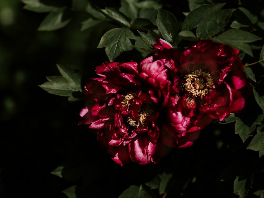 peonies, buds, bush, shadows, leaves