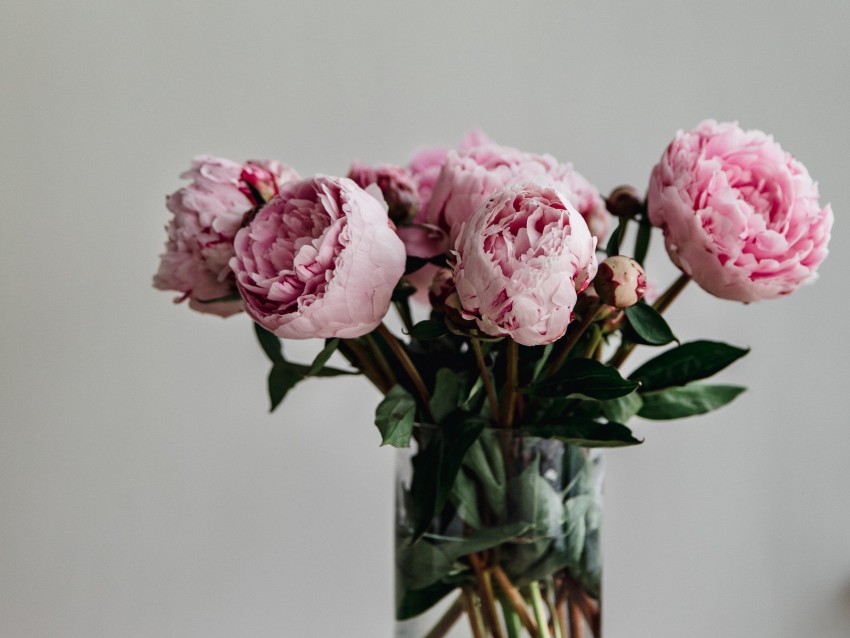 peonies, flowers, bouquet, pink, vase