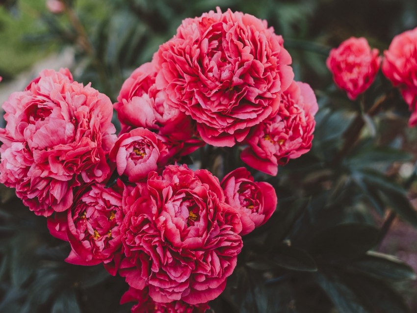 peonies, flowers, pink, bloom, plant