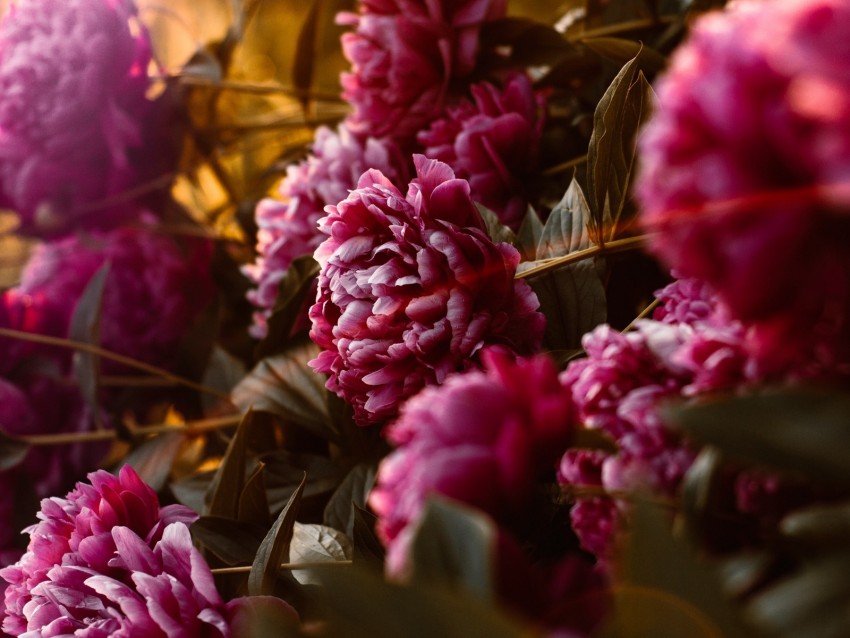 Peonies Flowers Pink Sunlight Flare Bloom Background