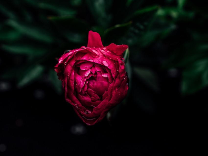 Peony Bud Dew Pink Wet Drops Background