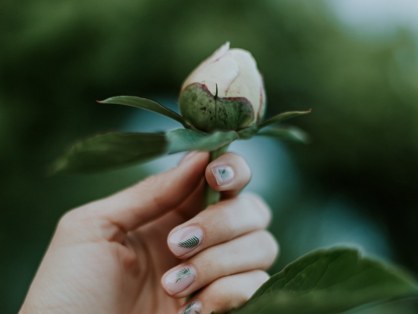 peony, bud, hand, flower, plant