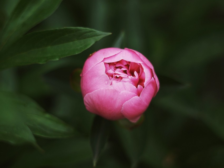 peony, bud, pink, macro, closeup