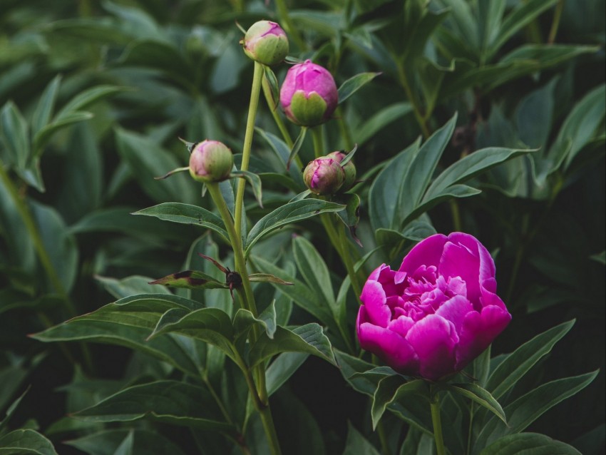 Peony Flower Buds Pink Plant Background