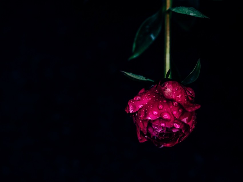 peony, flower, dew, wet, drops, pink, dark