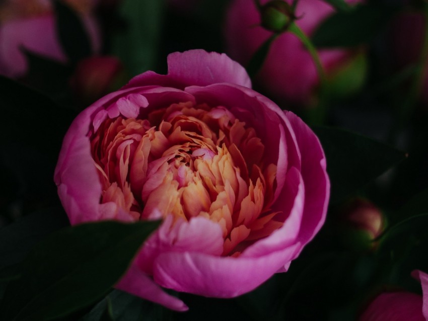 peony, flower, pink, bloom, closeup