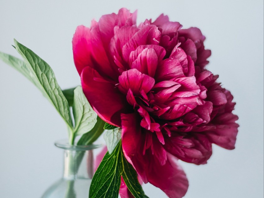 peony, flower, pink, vase, glass