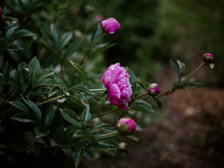 peony, pink, flowers, buds, bloom