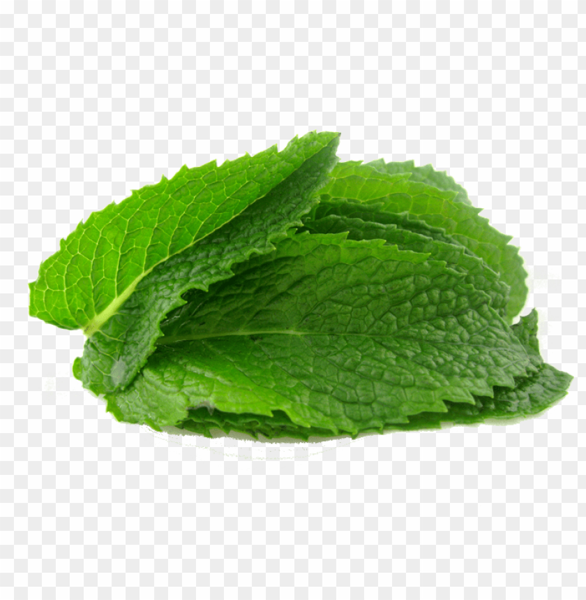 
pepermint
, 
hybrid mint
, 
perennial plant
, 
mint
