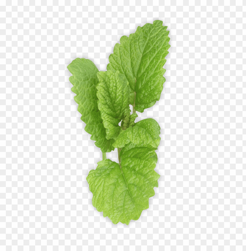 
pepermint
, 
hybrid mint
, 
perennial plant
, 
mint
