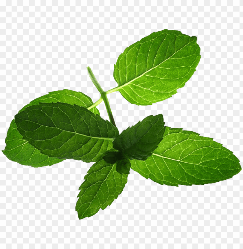 
pepermint
, 
hybrid mint
, 
perennial plant
, 
mint
