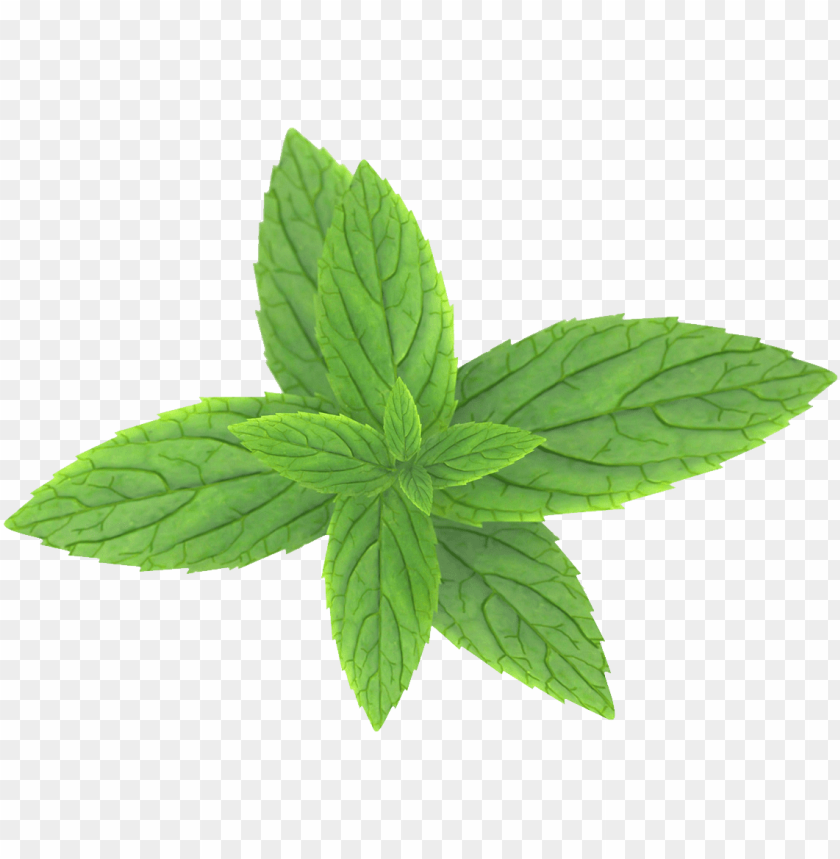 
pepermint
, 
hybrid mint
, 
perennial plant
, 
mint
