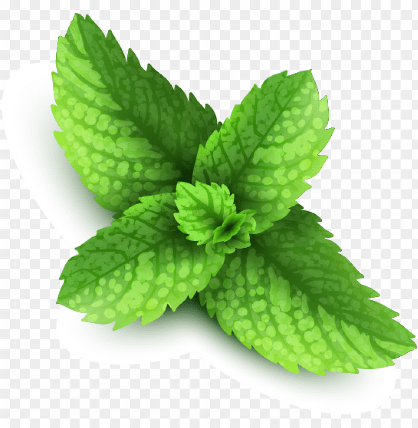 
pepermint
, 
hybrid mint
, 
perennial plant
, 
mint
