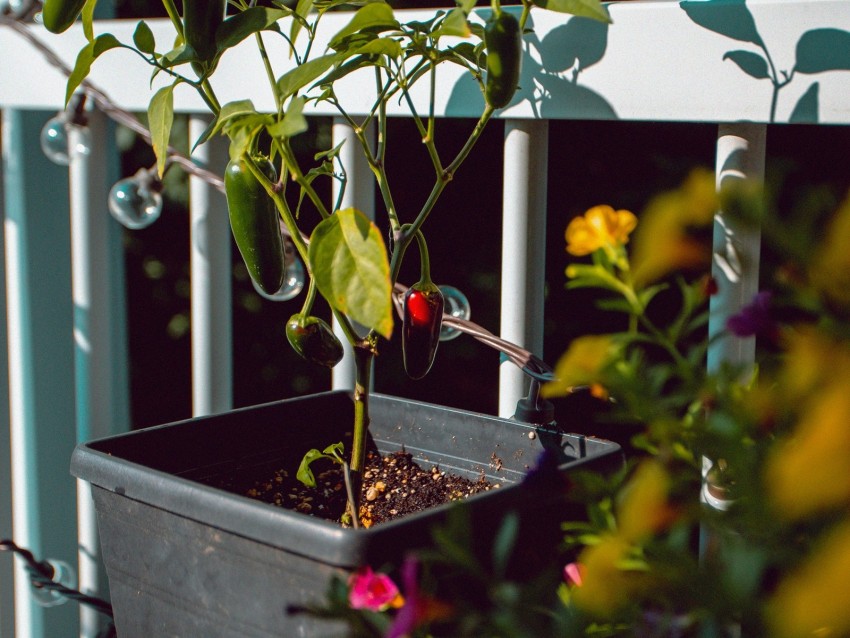 pepper, bush, pot, plant, decorative