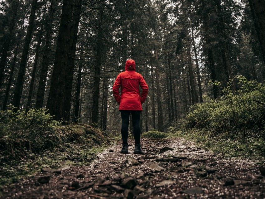 person, forest, loneliness, trees, path