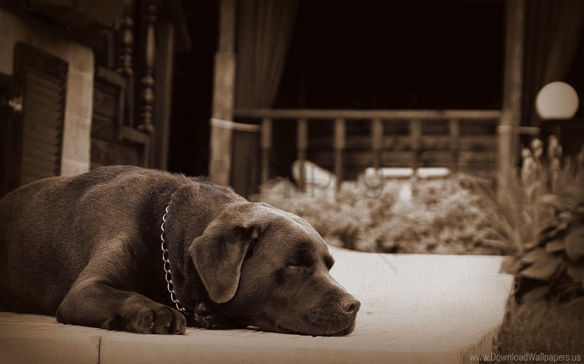 dog, pet, sleeping dog, brown dog, Labrador, garden, relaxed pet