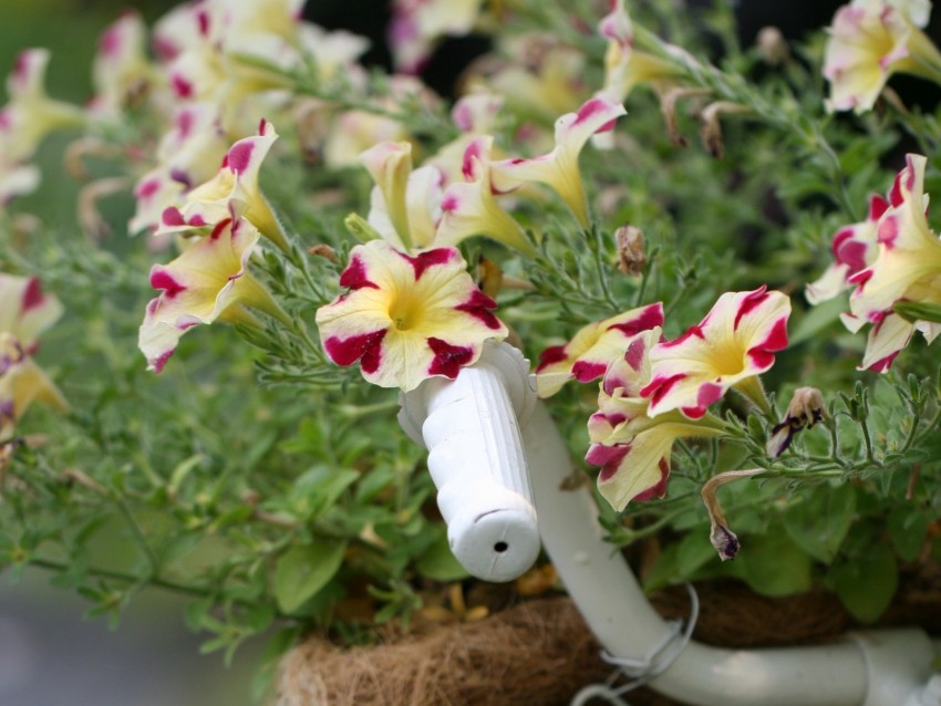 petunia, flowers, bloom, plant, decorative