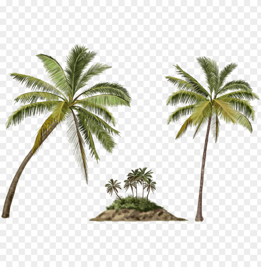 palm trees, tropical island, beach, nature, summer, vacation