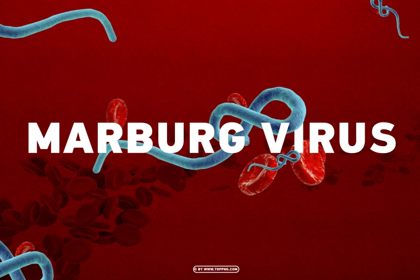 Photo Of Marburg Virus On Design PNG Transparent Background