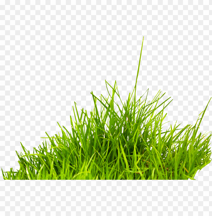 grass, green blades, lush greenery, natural landscape, fresh growth, outdoor plants, vegetation