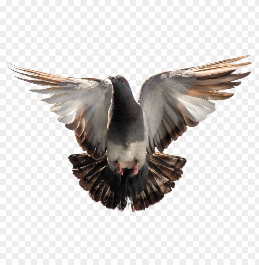 pigeon, bird, wildlife, nature, urban fauna, flying animal, natural habitat