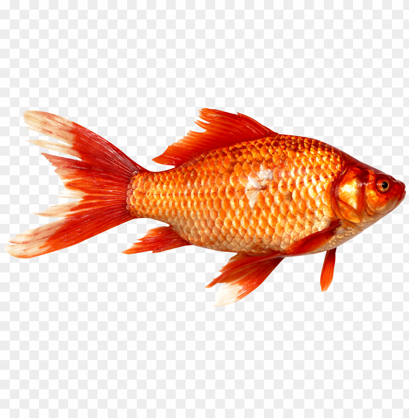 goldfish, aquatic animal, orange fish, freshwater fish, goldfish swimming, vibrant fish, pet fish