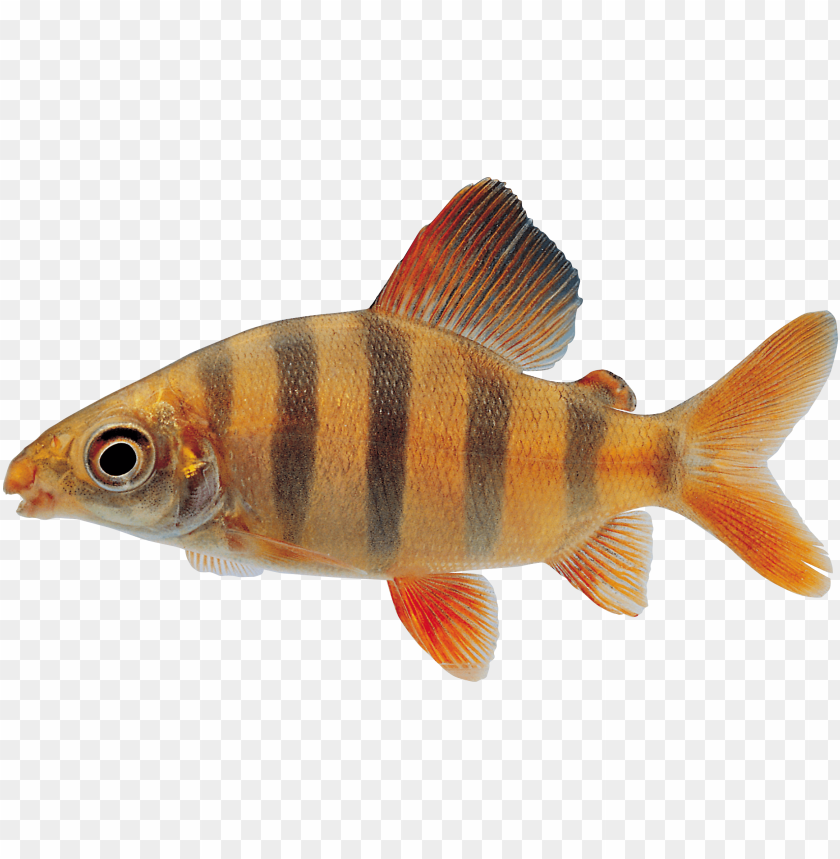 fish, aquatic life, striped fish, freshwater fish, tropical fish, blue and orange fish, ornamental fish